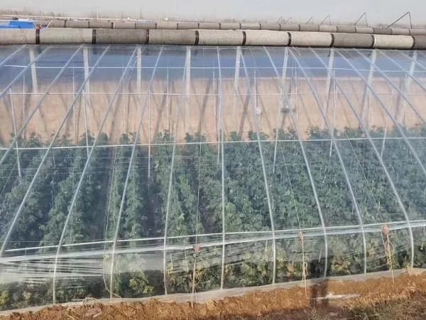 Greenhouse Films