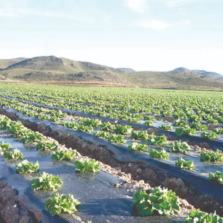 Compostable Biodegradable Mulch Film